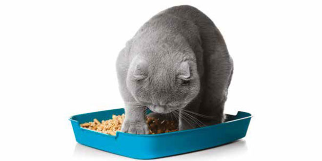 Costipazione intestinale nel gatto: le cause più comuni