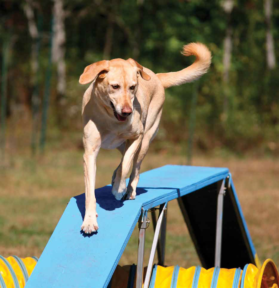 Lezione di agility: percorrere la passerella