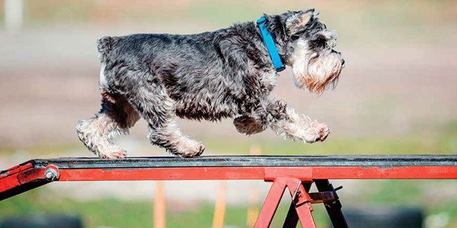 Lezione di agility: percorrere la passerella