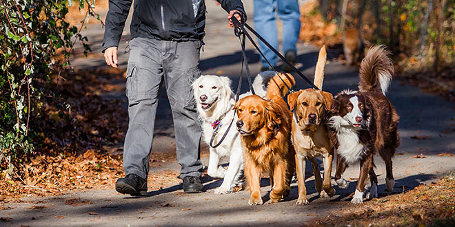 Dog sharing: cos'è e come funziona