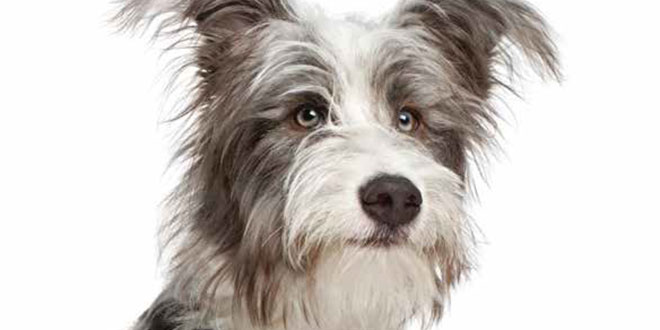 Omeopatia per l'ernia del disco nei cani: la storia di Killer