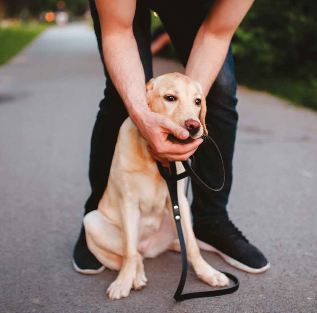 Avvelenamenti dei cani in Sicilia: riconoscere le esche avvelenate