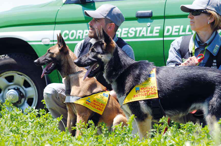 Avvelenamenti dei cani in Sicilia: riconoscere le esche avvelenate