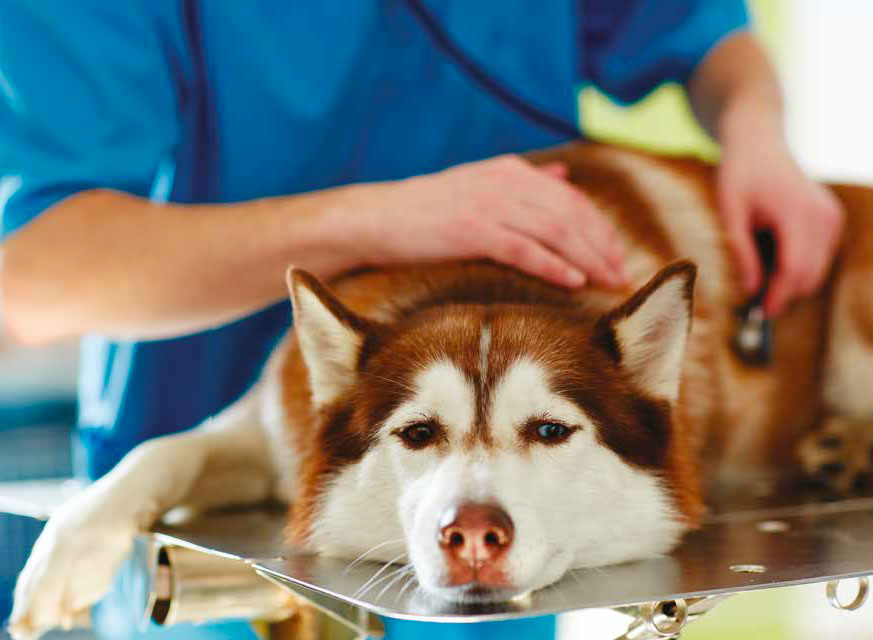 Avvelenamenti dei cani in Sicilia: riconoscere le esche avvelenate