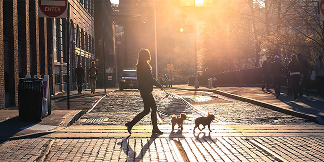 Settimana milanese del cane: il programma del 2018