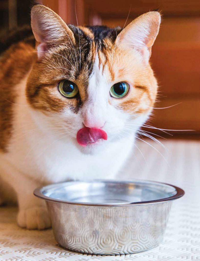 Il comportamento alimentare del gatto