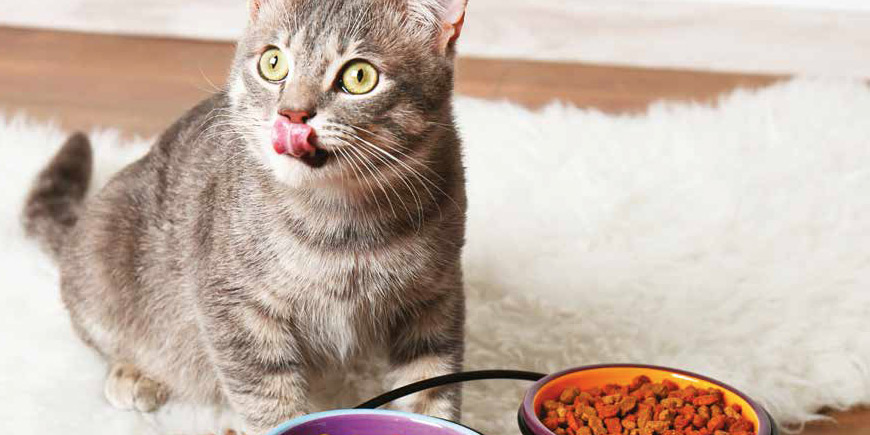 Il comportamento alimentare del gatto
