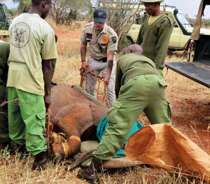 L'altra Africa, tra bracconaggio e cacciatori d'avorio