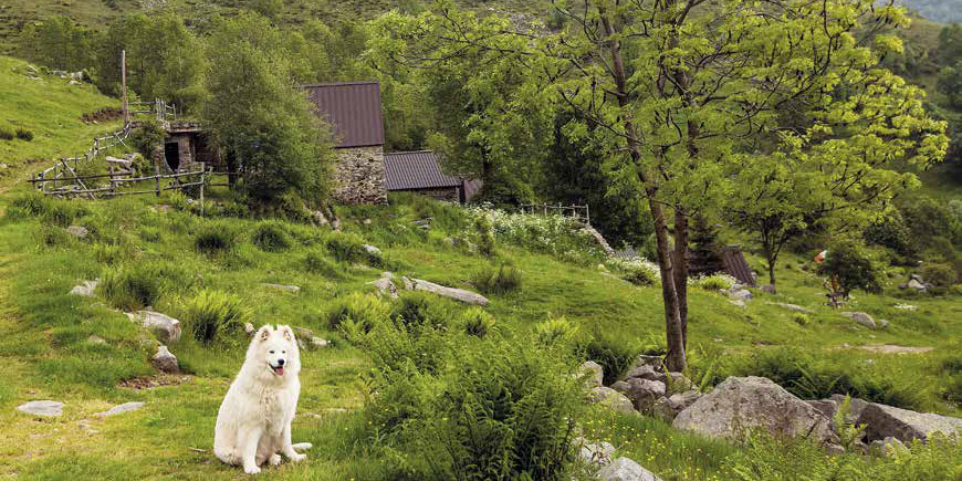 Trekking con il cane all'Oasi Zegna in Piemonte