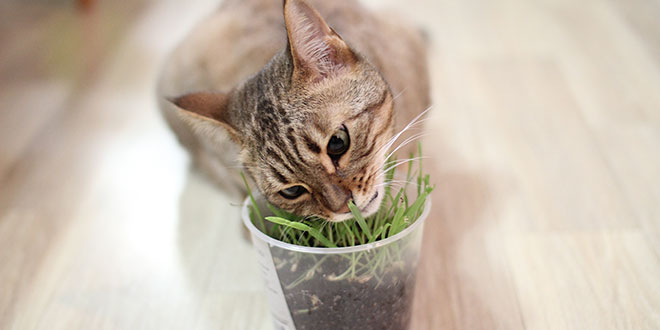 Erba gatta: come si coltiva e gli effetti sul gatto