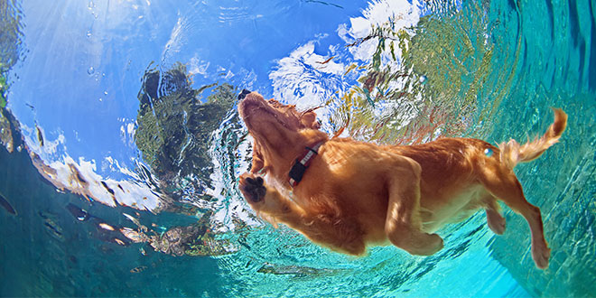 Idroterapia per i cani: cos'è e a cosa serve