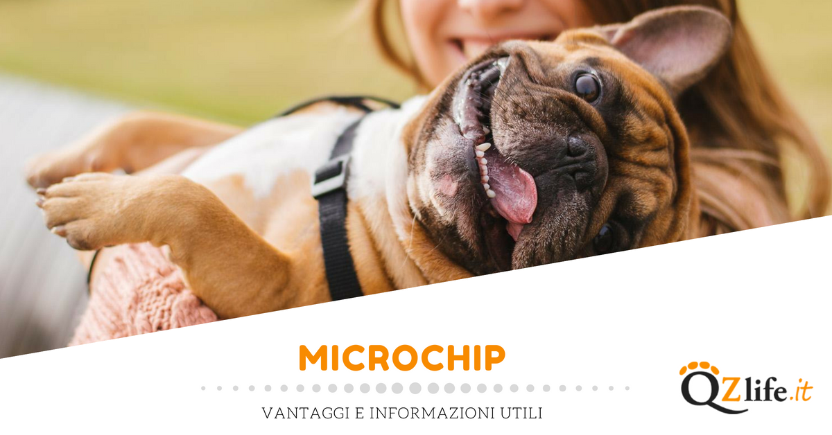 Microchip per il cane vantaggi e informazioni utili Quattro Zampe