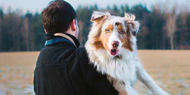 Iron: il cane conteso