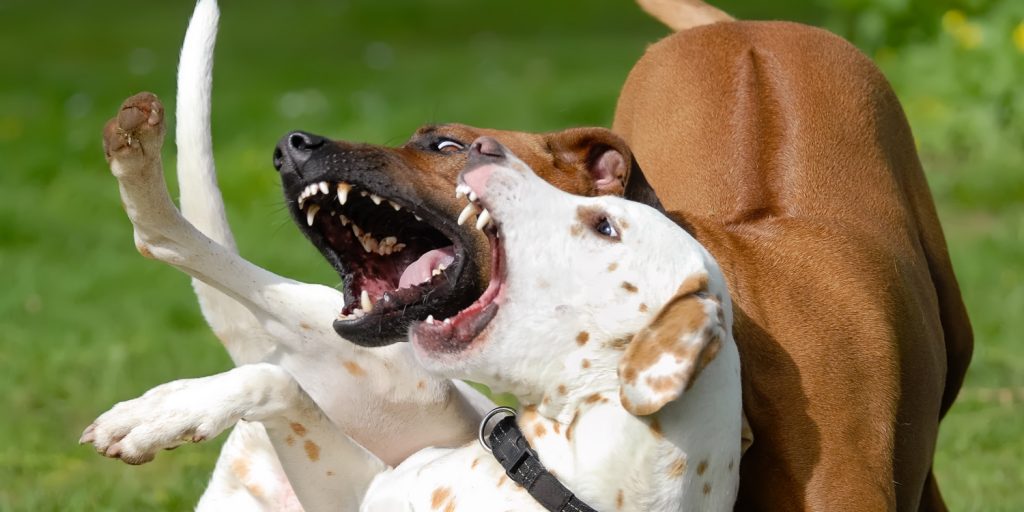 Come separare due cani che litigano