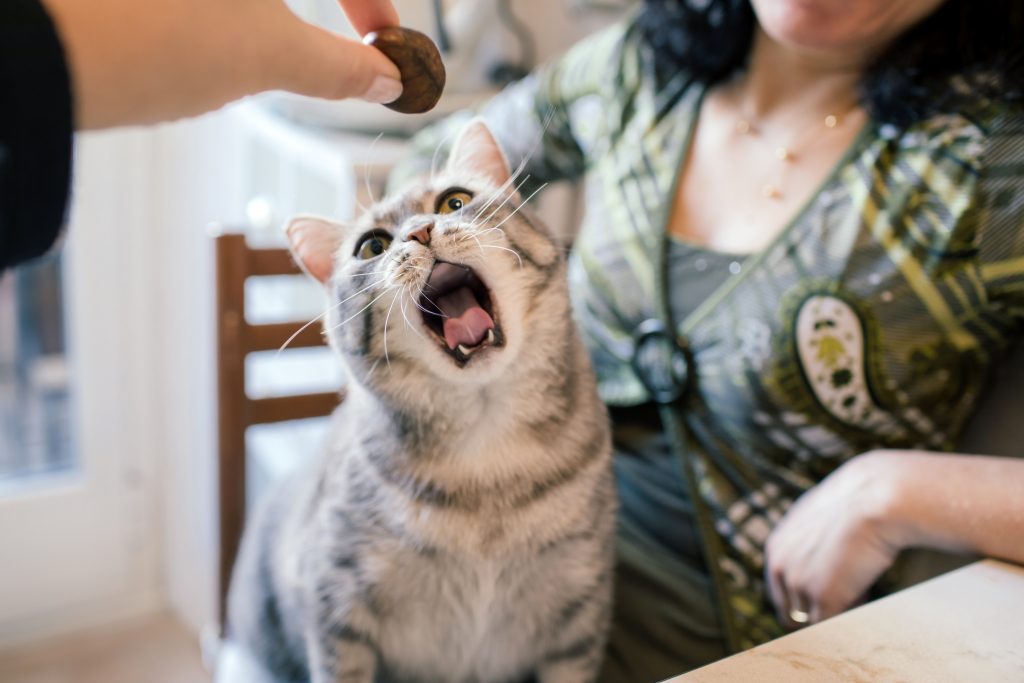 Pulire i denti del gatto: i consigli