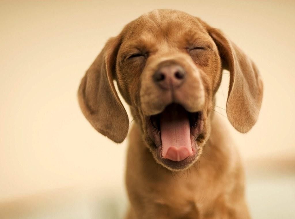 Il sonno del cane: cosa accade quando dorme?