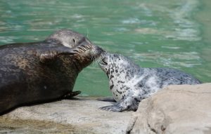 le cornelle giornata mondiale del bacio