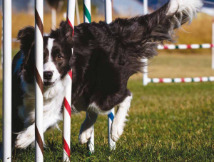 world agility championship