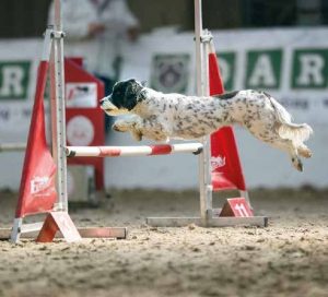 alberto marmo agility gara campionato educazione addestramento