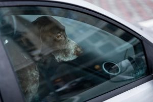 cane chiuso in auto