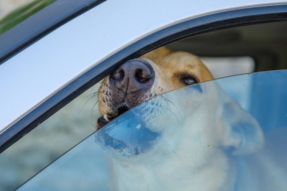 cane chiuso in auto