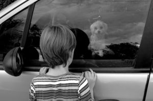 cane chiuso in auto