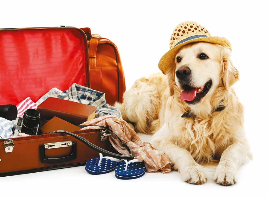 pet valigia viaggiare