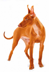cirneco etna cane razza
