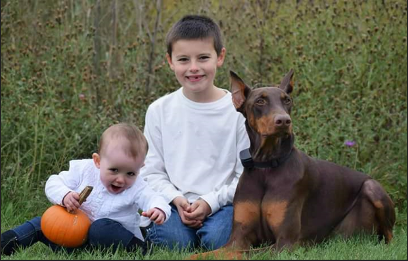 doberman, bambino, giocattoli, pet therapy