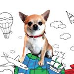 Il chihuahua traveller di Instagram: Miami.