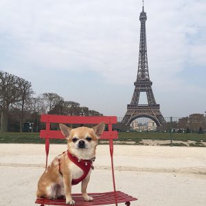 Il chihuahua traveller di Instagram: Miami.