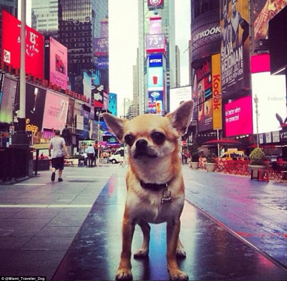 Miami, chihuahua, Times Square, Instagram, traveller