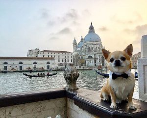 Il chihuahua traveller di Instagram: Miami.