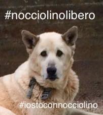 nocciolino, pastore maremmano, terremoto, fuga