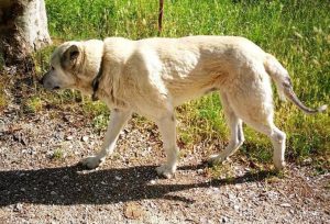 nocciolino, pastore maremmano, terremoto, fuga