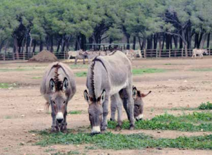 viaggi pet-friendly scarlino