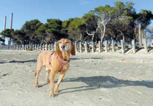 viaggi pet-friendly scarlino