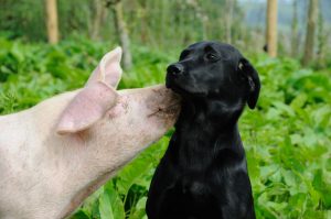 bacio maiale cane