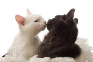 bacio gatti