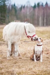 bacio pony cane