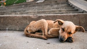 cane abbandono campagna