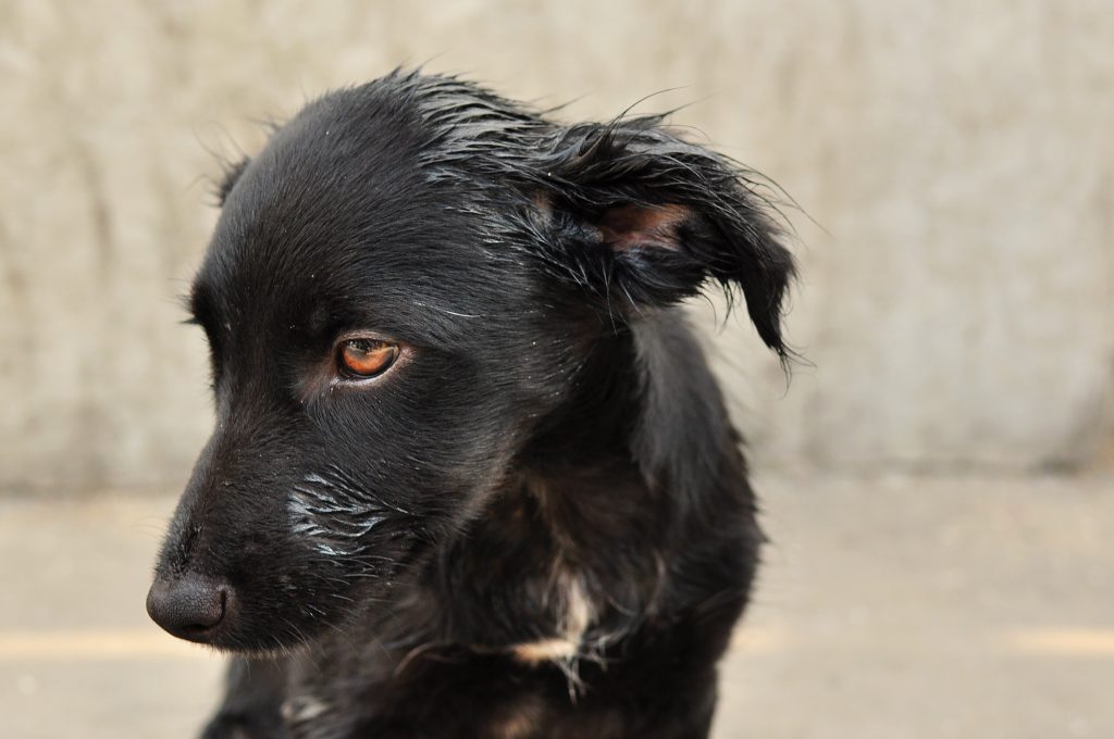 cane abbandono campagna