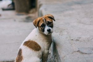 cane abbandono campagna