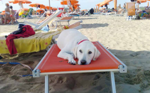 spiagge cani spiaggia