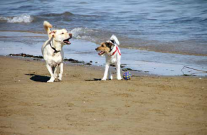 spiagge cani spiaggia