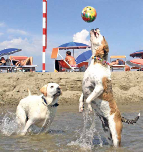 spiagge cani spiaggia