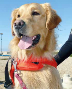 spiagge cani spiaggia