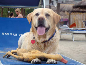 spiagge cani spiaggia