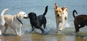 spiaggia cani spiagge