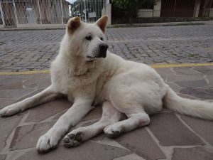 Thor: il cane che passeggia per nostalgia